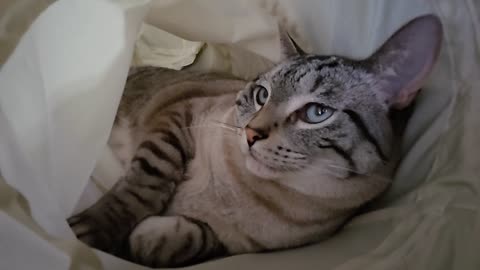 Tunnel Time: Ultimate Cat Chill—Pure Cozy Vibes
