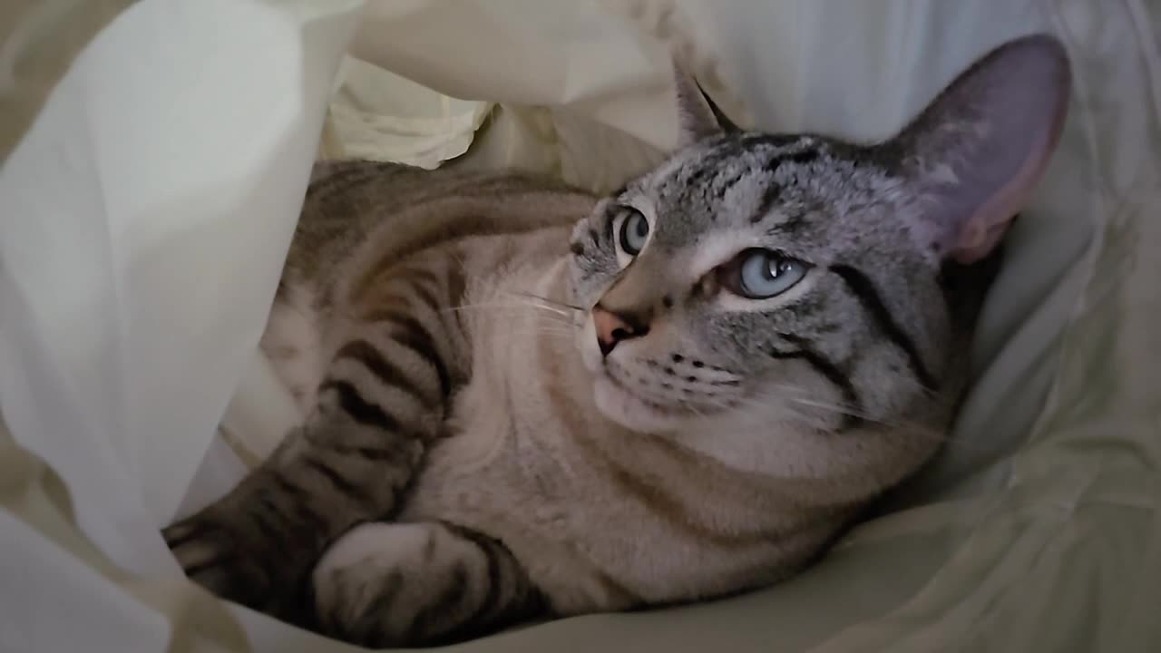 Tunnel Time: Ultimate Cat Chill—Pure Cozy Vibes