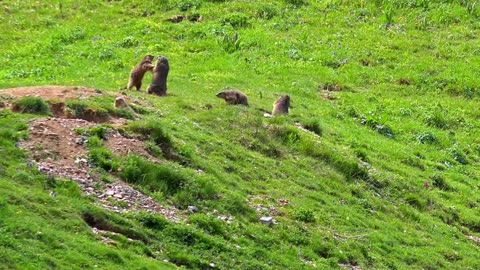 Funny MARMOTS | Cutest Playful Animals in the Wild
