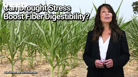 Can Drought Stress Boost Fiber Digestibility: The Surprising Side of Stress in Forages