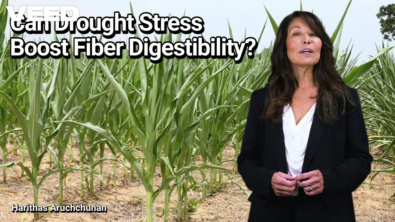Can Drought Stress Boost Fiber Digestibility: The Surprising Side of Stress in Forages