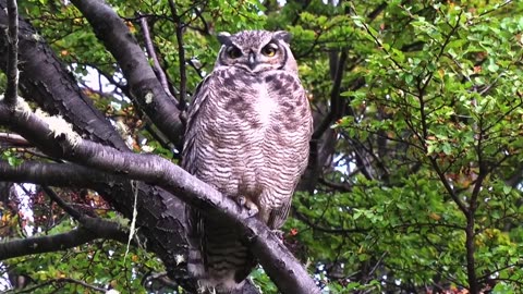 Wild Assassins – Deadly Beaks and Talons Free Documenta