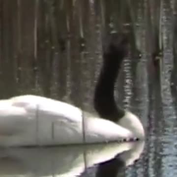 swan