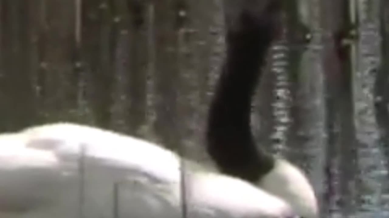 swan