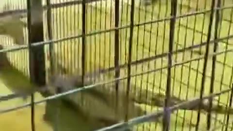 Alligator