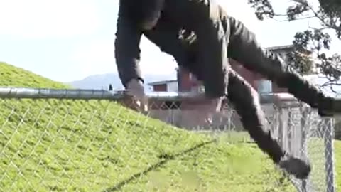 How animals get over fence