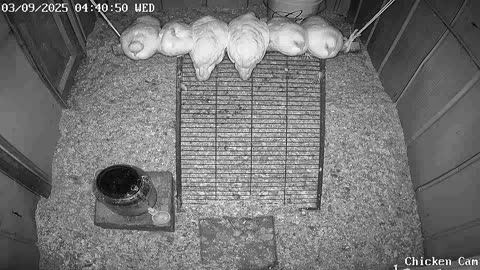 Millar Time Chicken Cam