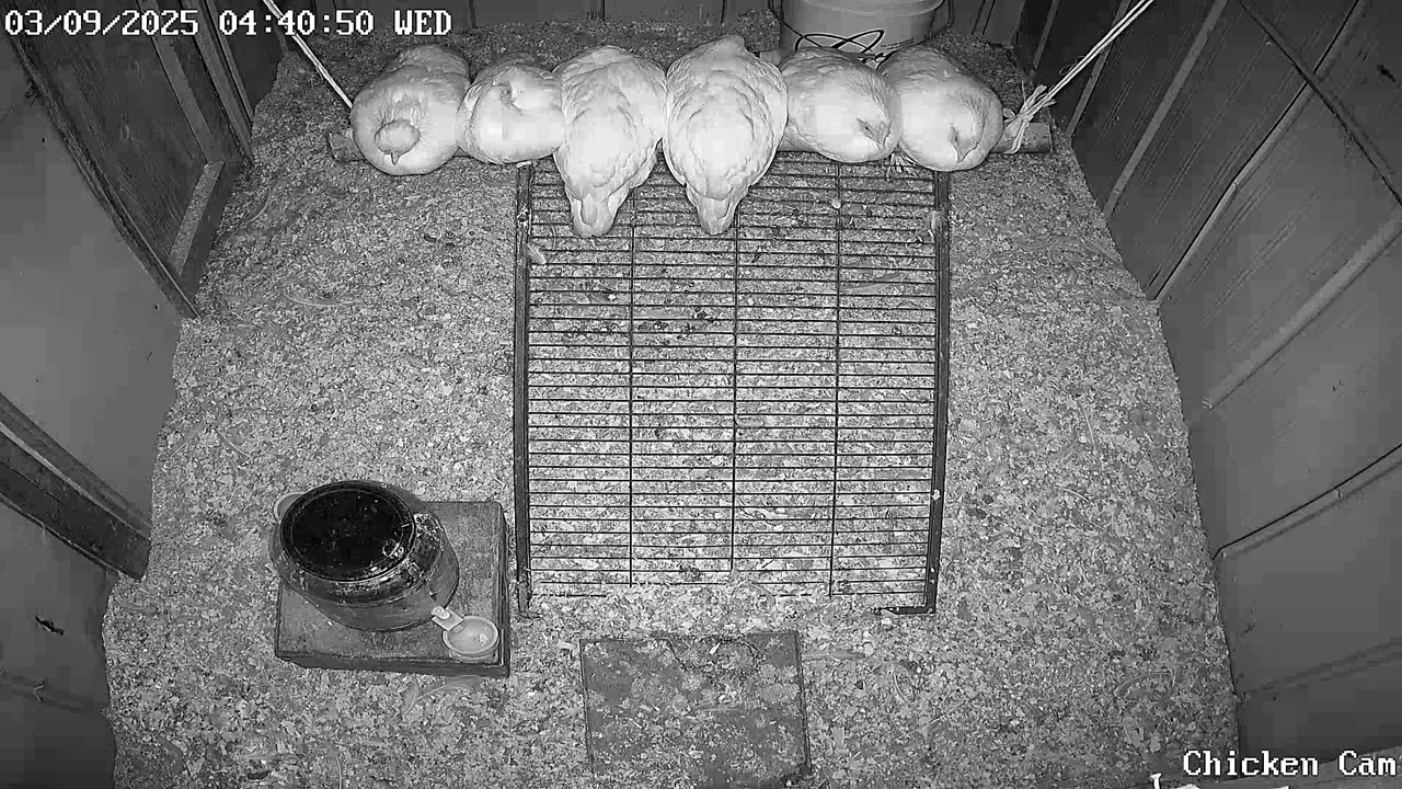 Millar Time Chicken Cam