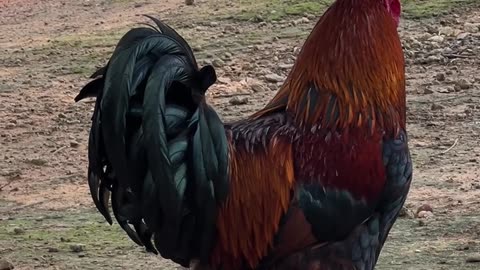 Welsummer Rooster