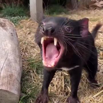 Angry Tasmanian devil 😊