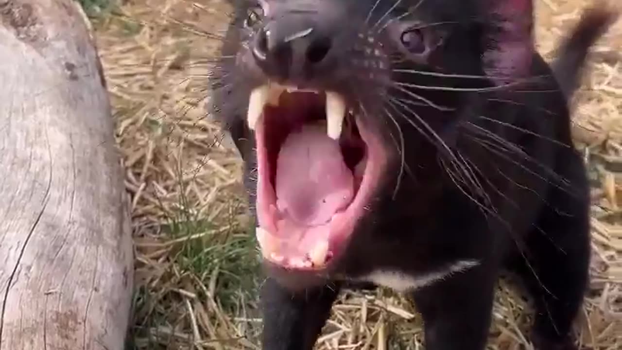 Angry Tasmanian devil 😊