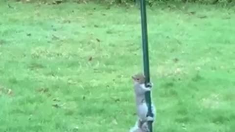 Mum was fed up of the squirrels stealing all the bird food so she greased the feeder!