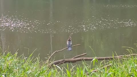 13.7.2025 Darter?