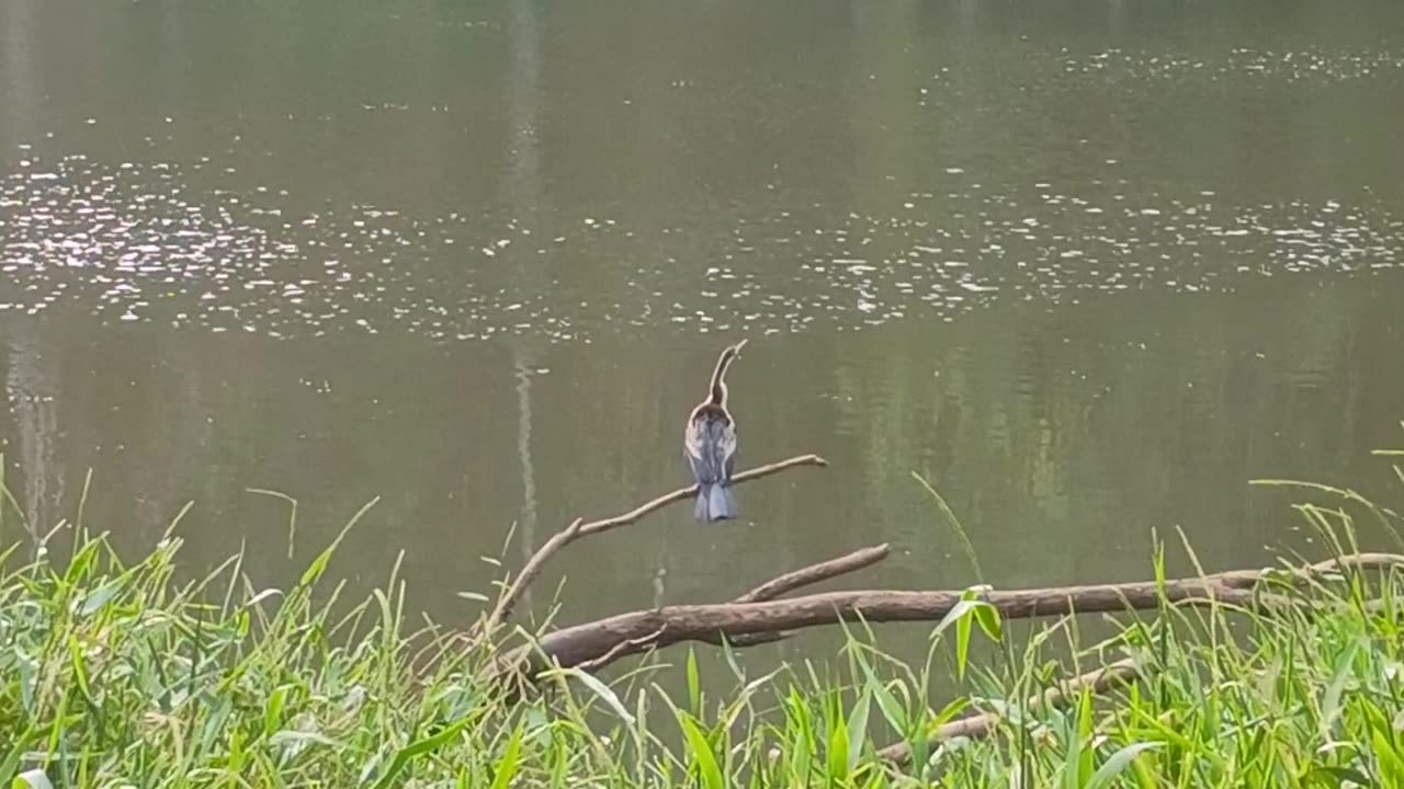 13.7.2025 Darter?