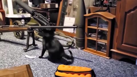 Kang Narrates Cat Video