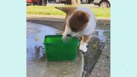 Puppies Water 🌊 Game 🎯 Funny videos 🤣