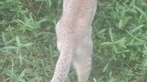 Extra cat funn