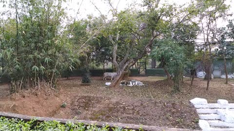 Wild Animals Royal Bengal Tiger in Nandankanan National park