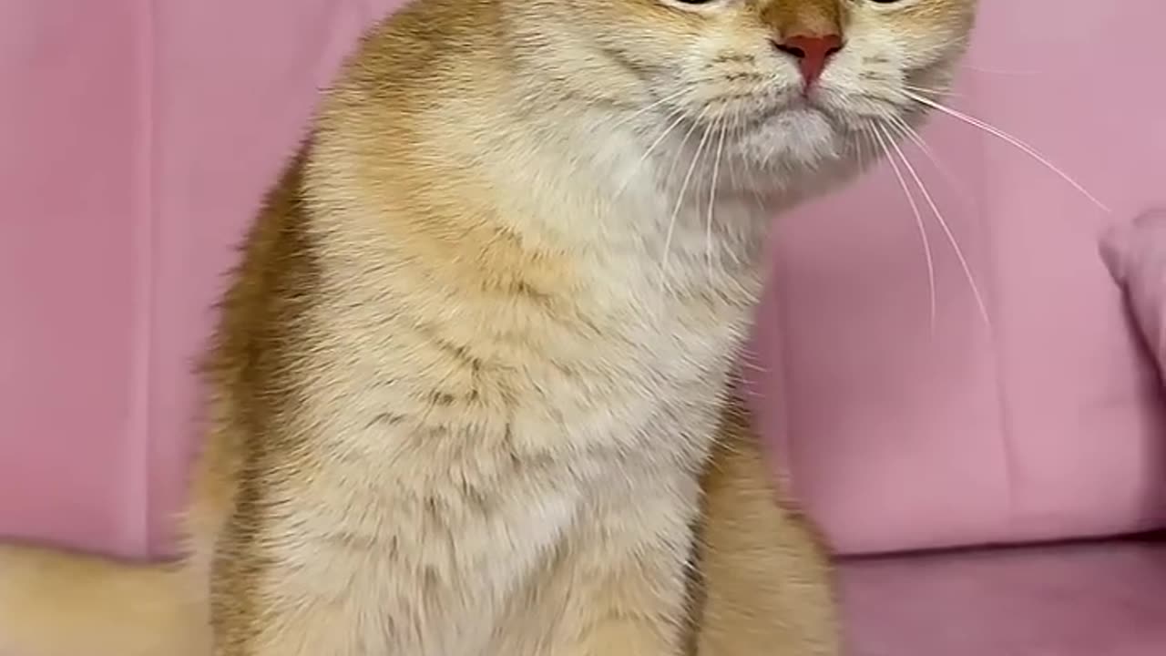 Loves to eat chicken