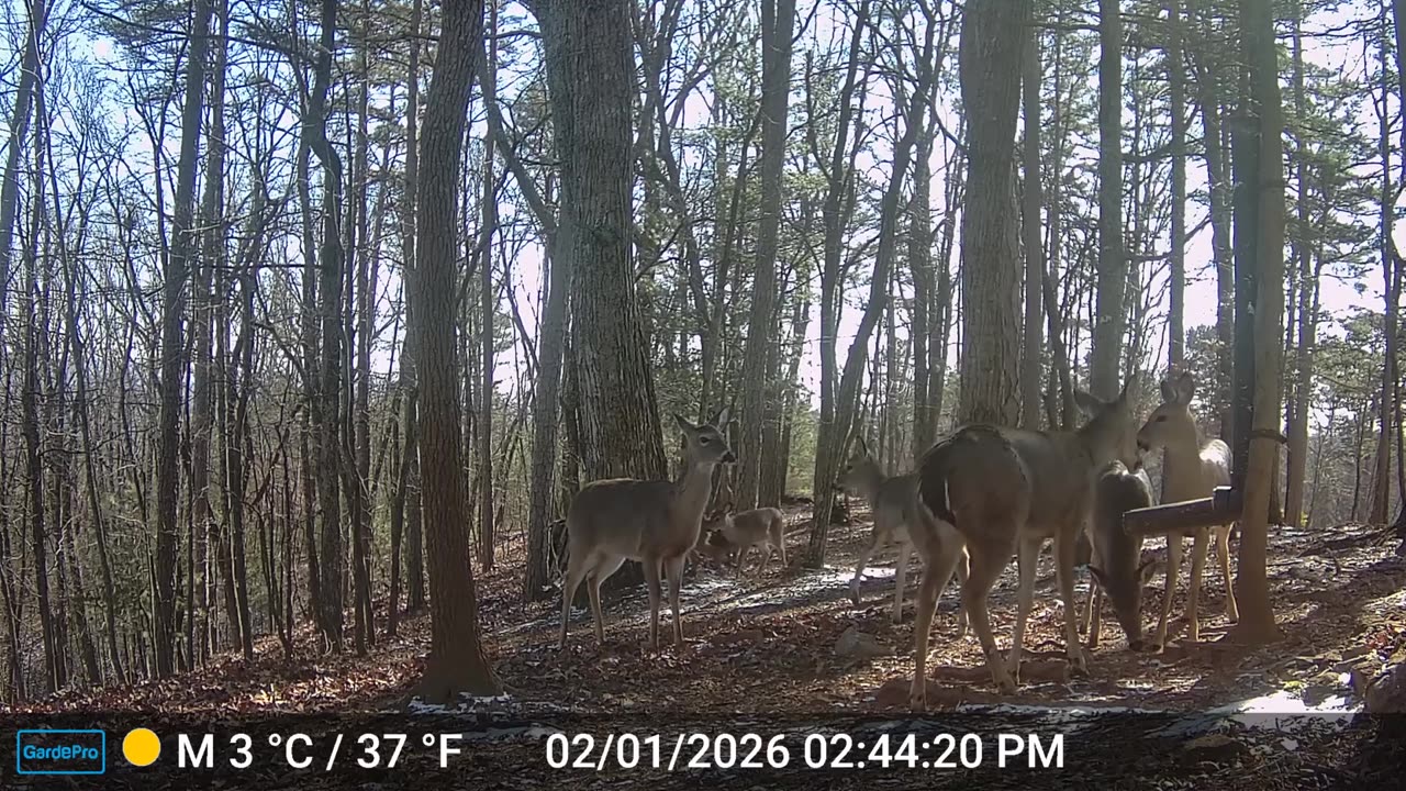 The Woods – 02/02/2026