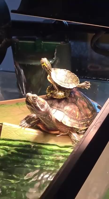 Failed escape attempt