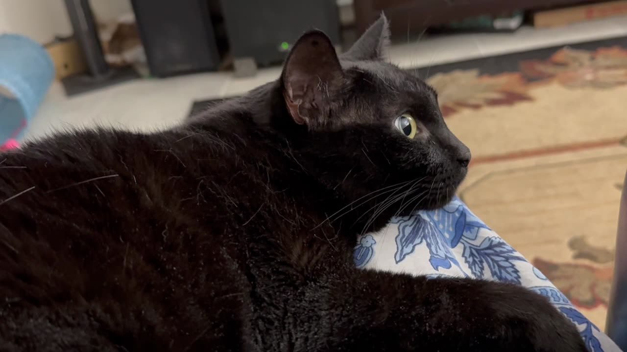 Cute Precious Piper is a Relaxing Lap Cat - Adopting a Cat from a Shelter Vlog