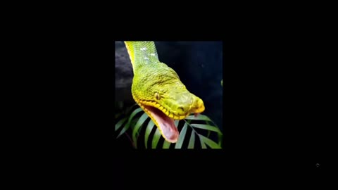 Bet you never saw all of these animals yawning.