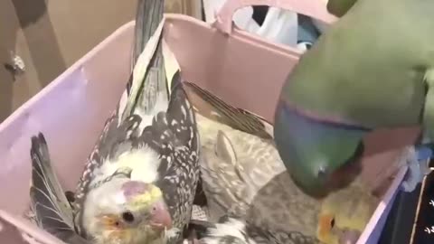 Putting Babies To Bed