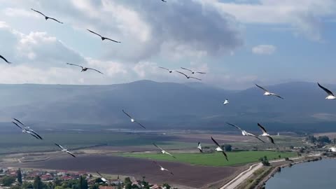 The pelicans have arrived!