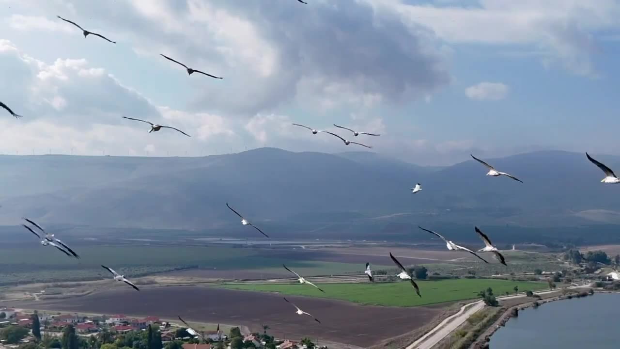 The pelicans have arrived!