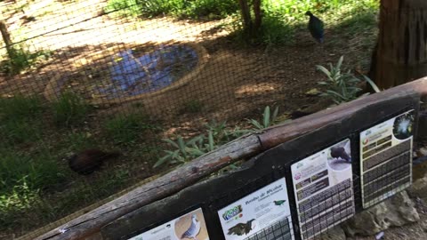 Lagos Zoo (Algarve, Portugal) 6