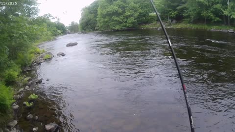 Trout salmon
