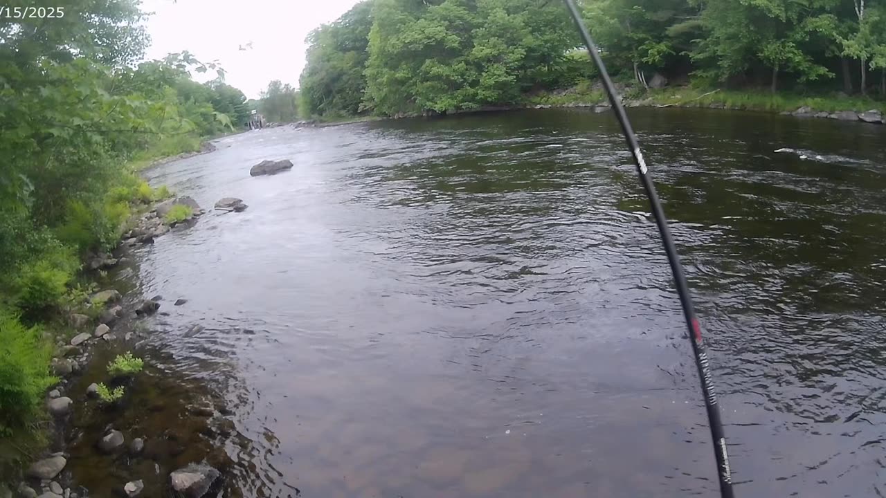 Trout salmon