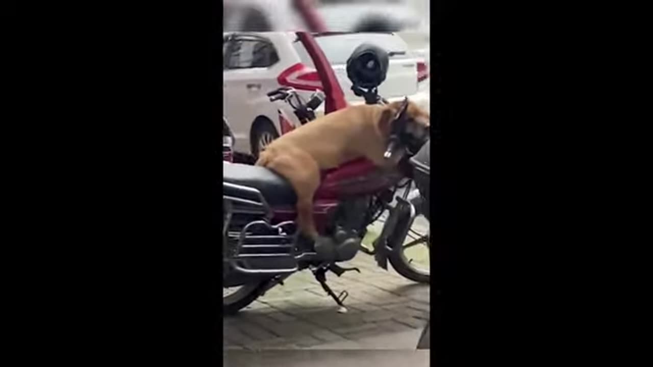 funniest cats and dogs