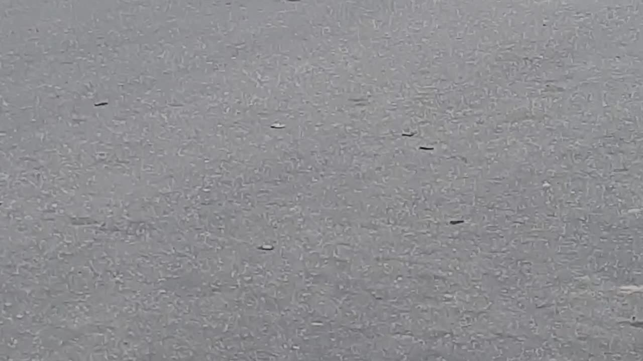 Bode na rua