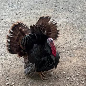 Miss Allan is speaking her Love Language