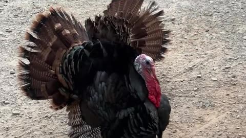 Miss Allan is speaking her Love Language