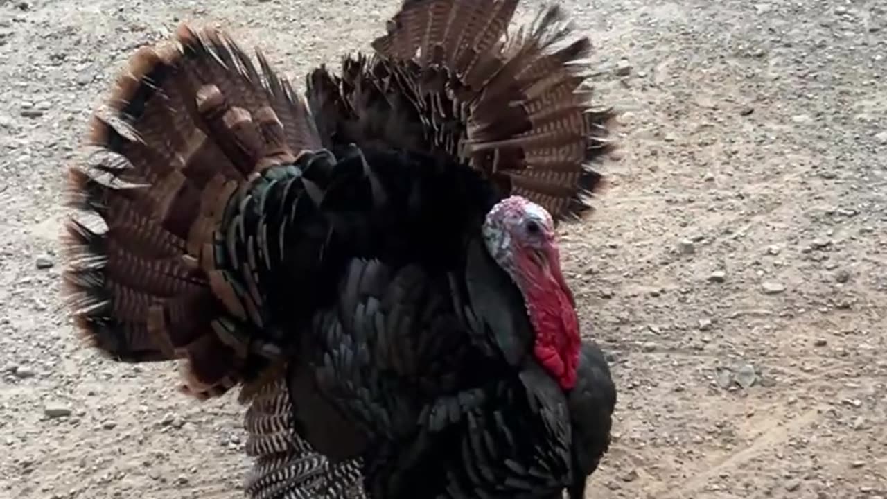 Miss Allan is speaking her Love Language