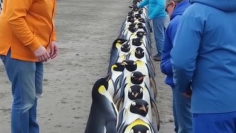 The Penguin Car Wash – Biggest Rescue Ever
