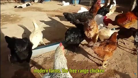 “Free-Range Chicken: Tradition and Sustainability in Brazil”