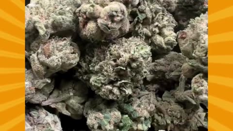 Gelato X | 22% THCa Indica | Vanilla, Citrus, Mint | Euphoric & Social #thca #hempflower #thcahemp