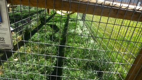 Minnie monkey makin noise!