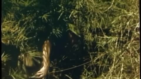 WAR MUSIC VIDEO VIETNAM forgotten heroes