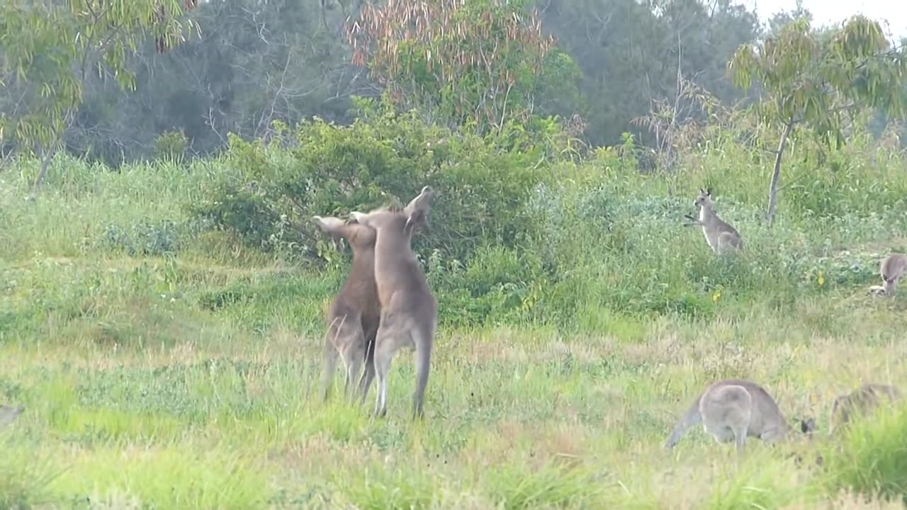 Australian Kangaroos Fighting Boxing