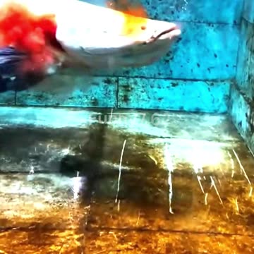 This is not an ordinary fish