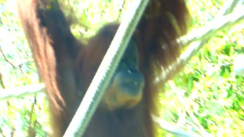 Orangutan hangin out