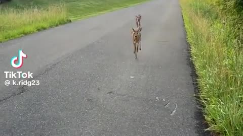 🦌😂 Oh Deer, How Did You Know That I Knee a Kiss? | FunFM
