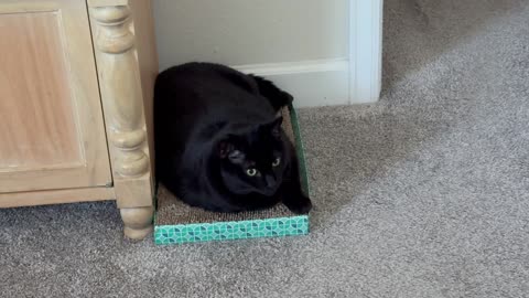 Cute Precious Piper is a Tuffet Innovator - My Adopted Shelter Cat Vlog
