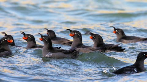 CRESTED AUKLET