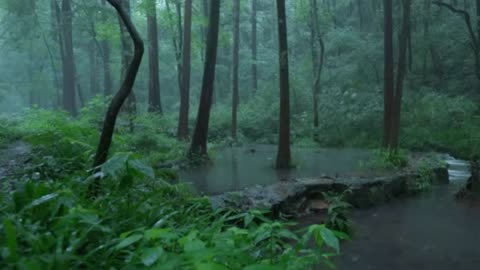 Trapped in the Rainforest: 8 Hours of Jungle Rain to Knock You Out Cold